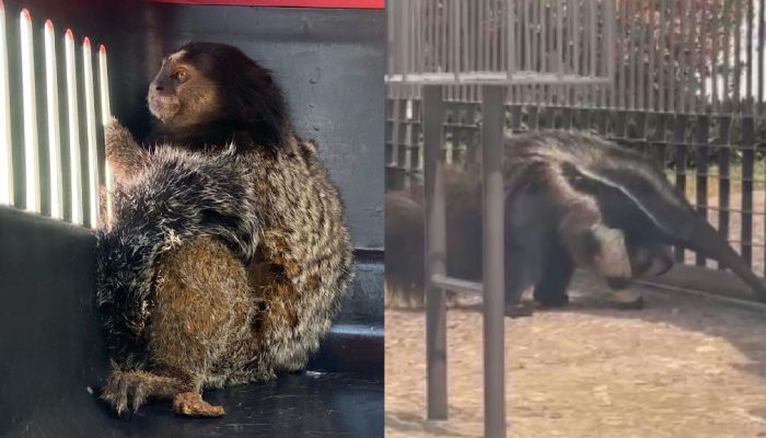 Resgate de animais silvestres mobiliza bombeiros em Patos de Minas