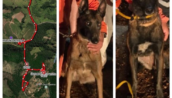 Resgate em Caeté: idosa de 95 anos é encontrada por cães e bombeiros após mais de 24 horas em mata