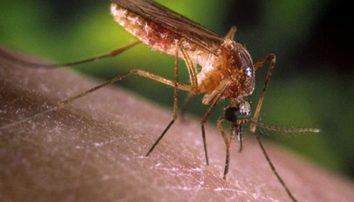 São Paulo registra primeiros casos humanos de febre do Nilo Ocidental